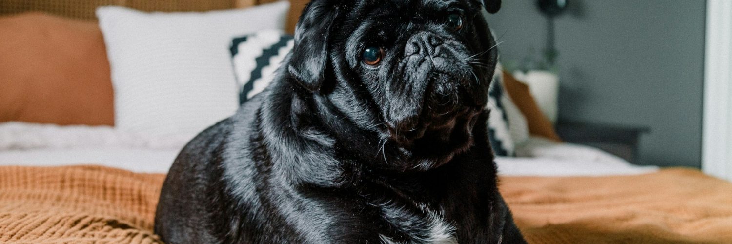 chubby dog on bed