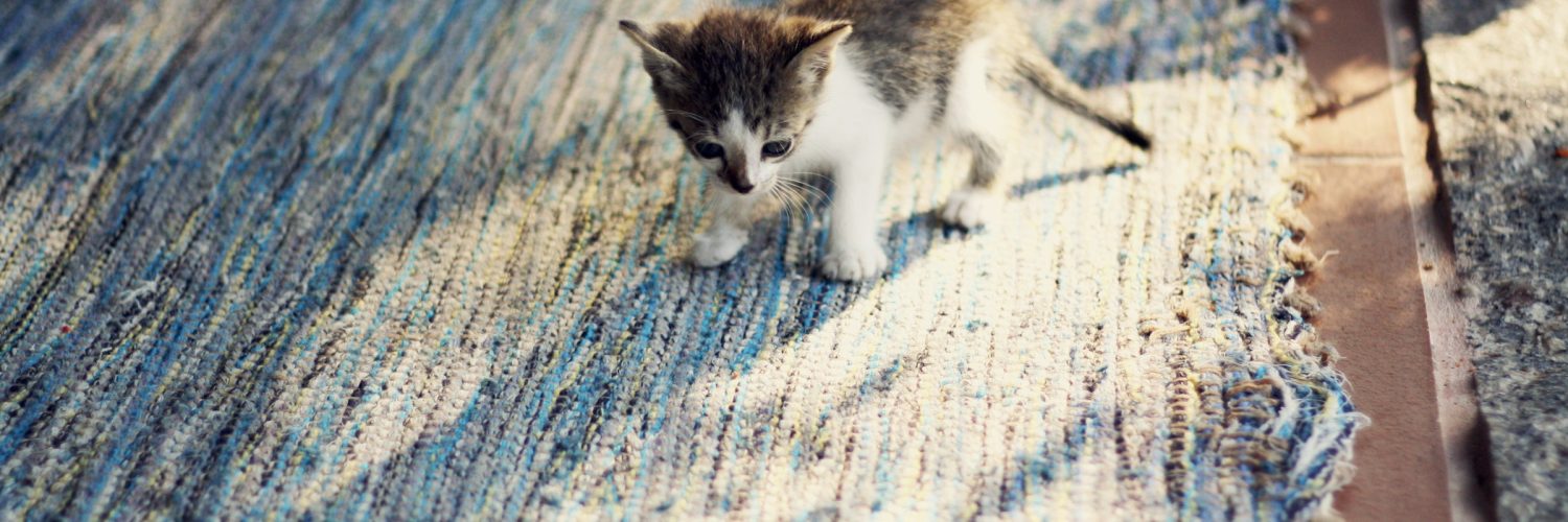 curious cat on a rug