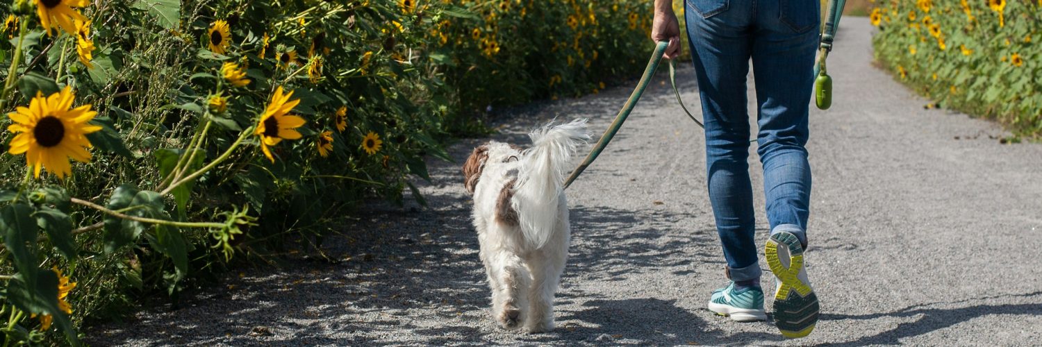person walking dog near sunflowers