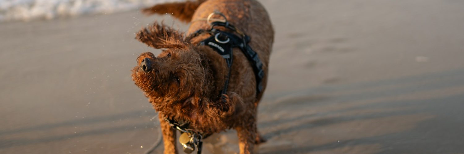 dog at beach shaking off