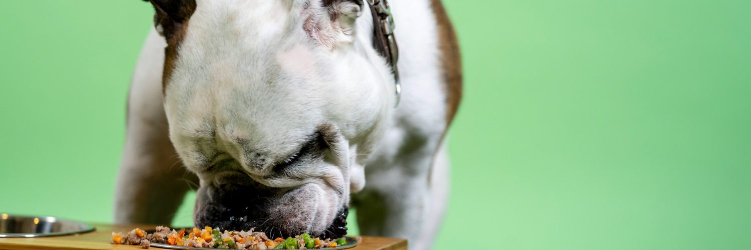 dog eating from a bowl