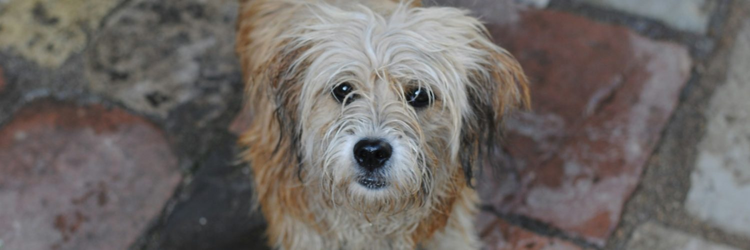 dog looking up in the rain