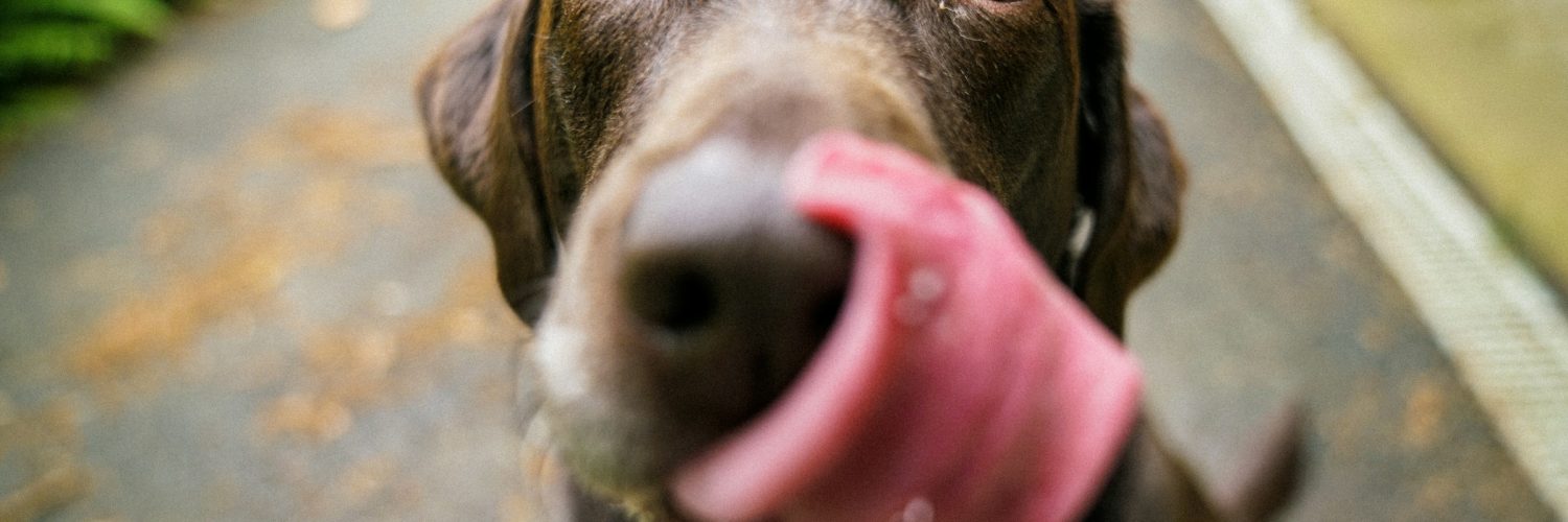 dog licking nose