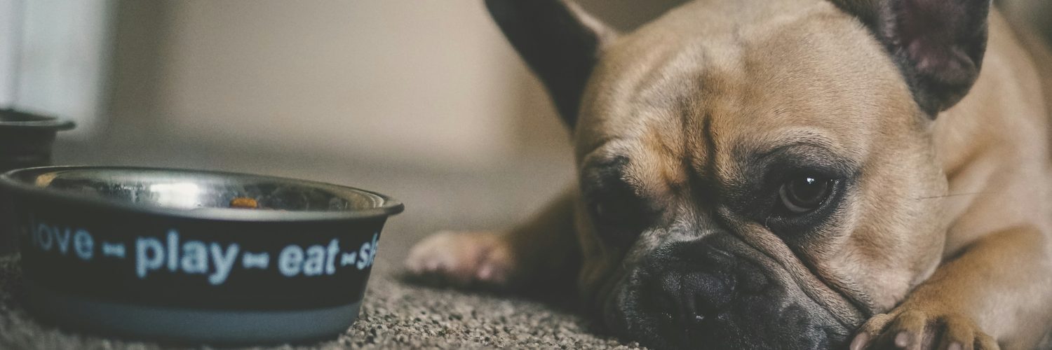 dog laying next to a food bowl
