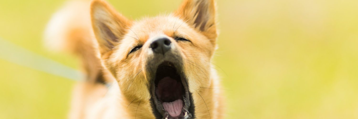 dog on a leash barking