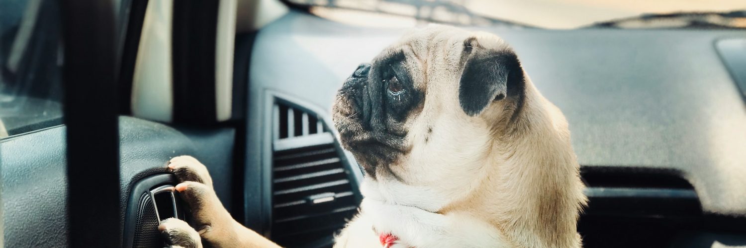 Dog riding in car