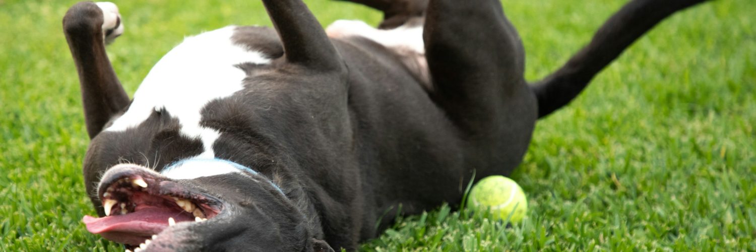 dog rolling in grass