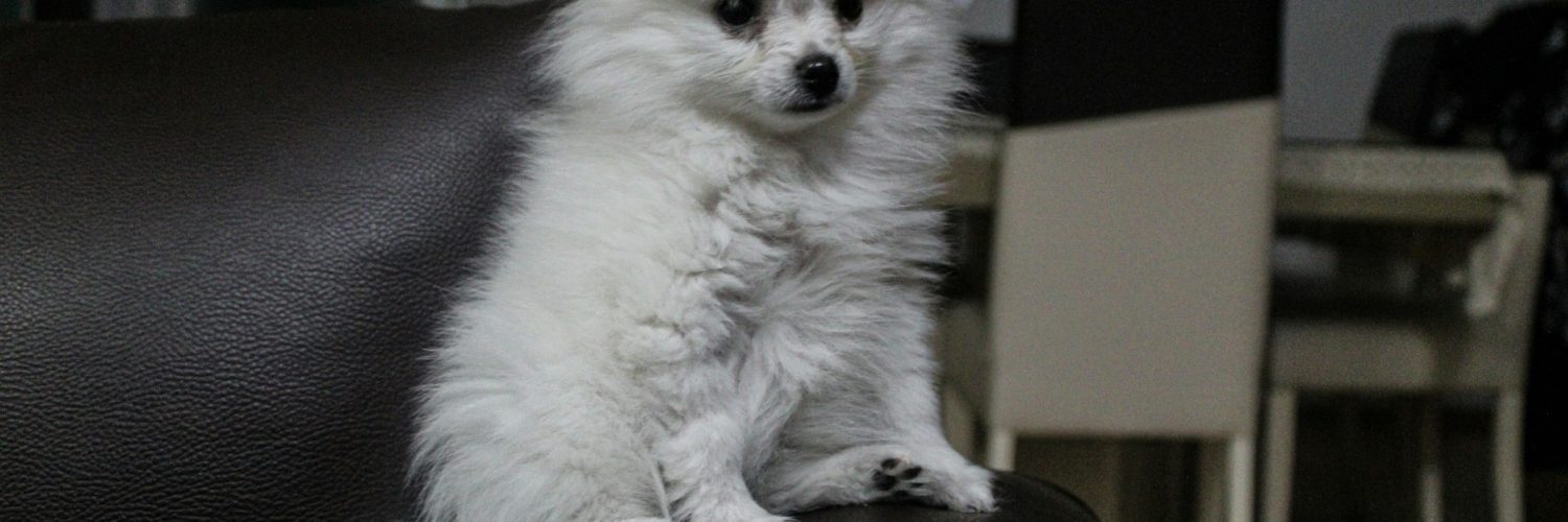 dog waiting patiently