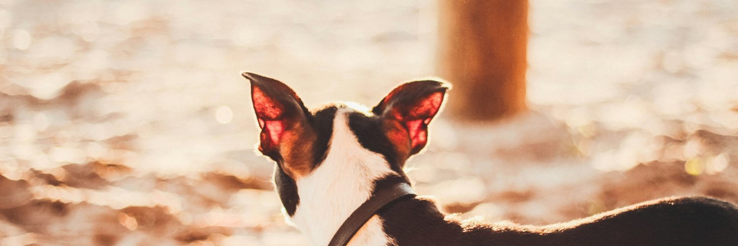 dog with ears up at beach