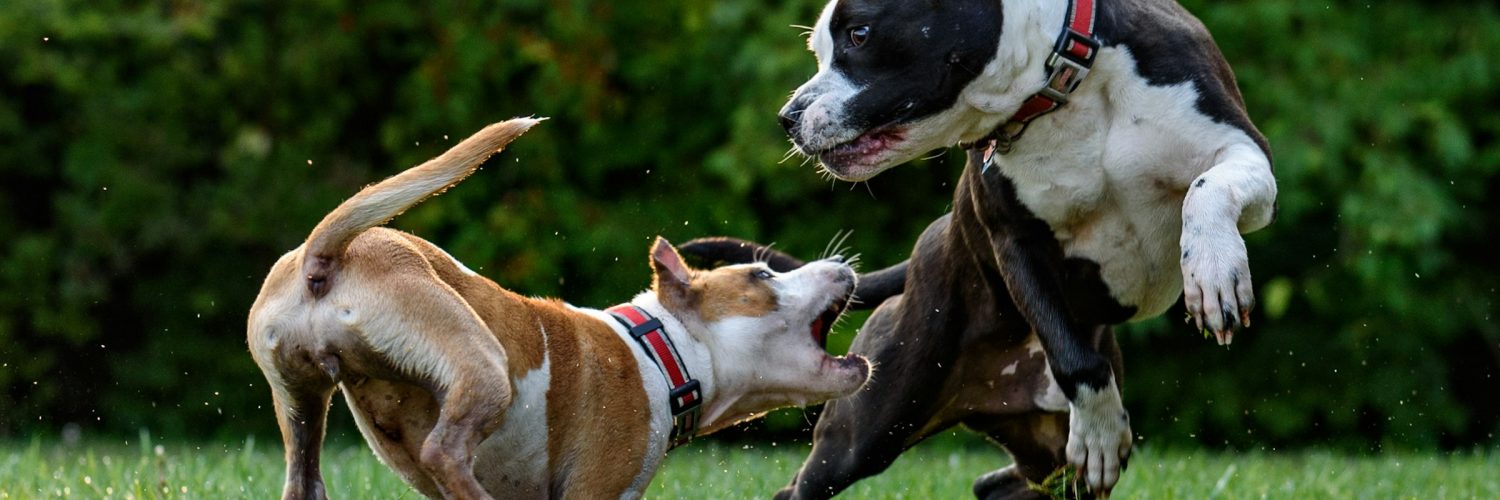 dogs fighting