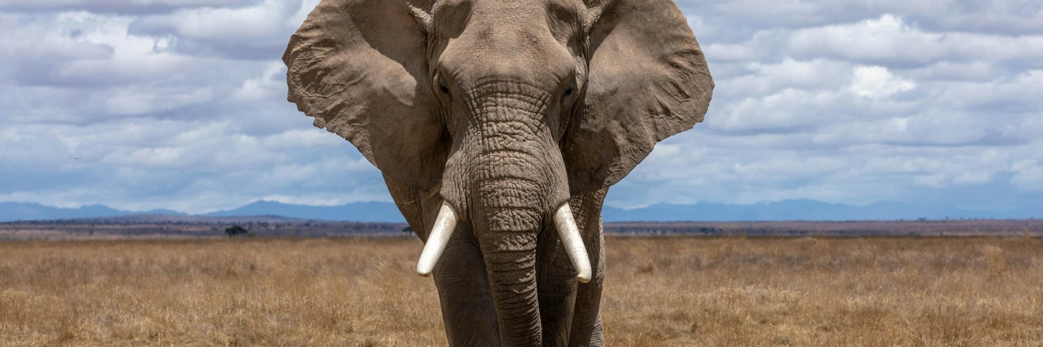 elephant on a savannah
