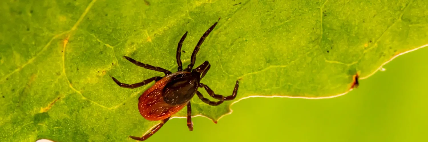 tick on a leaf