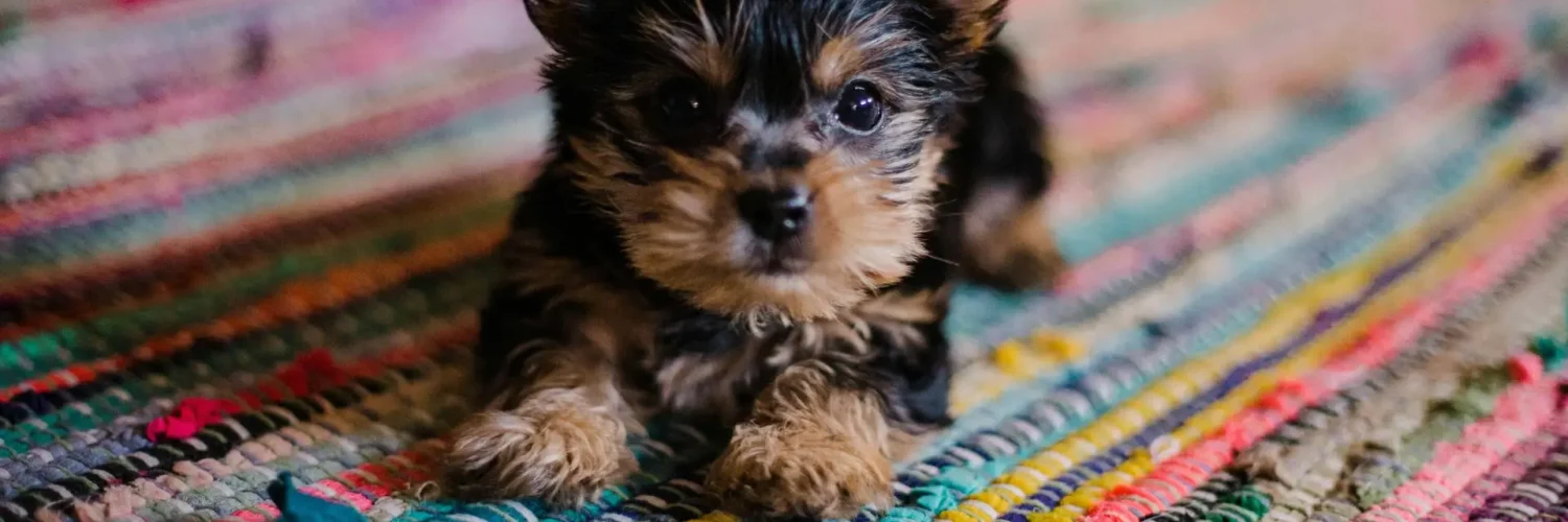 Vaccination Schedule for Puppies