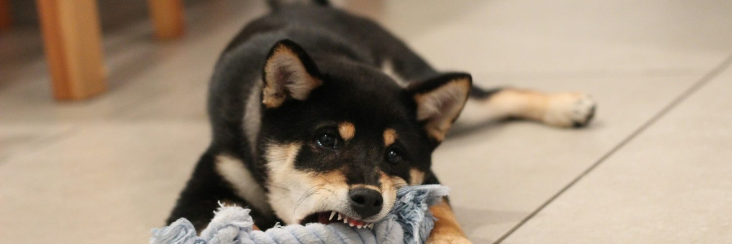 new puppy biting rope