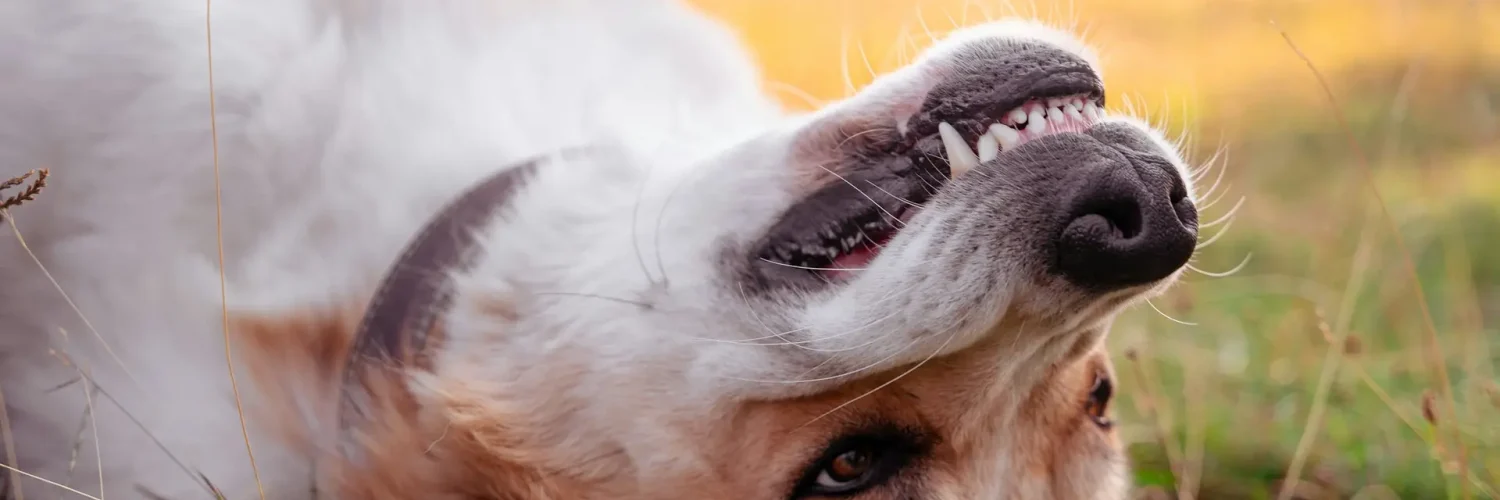 pet dental health in Palm Beach Gardens