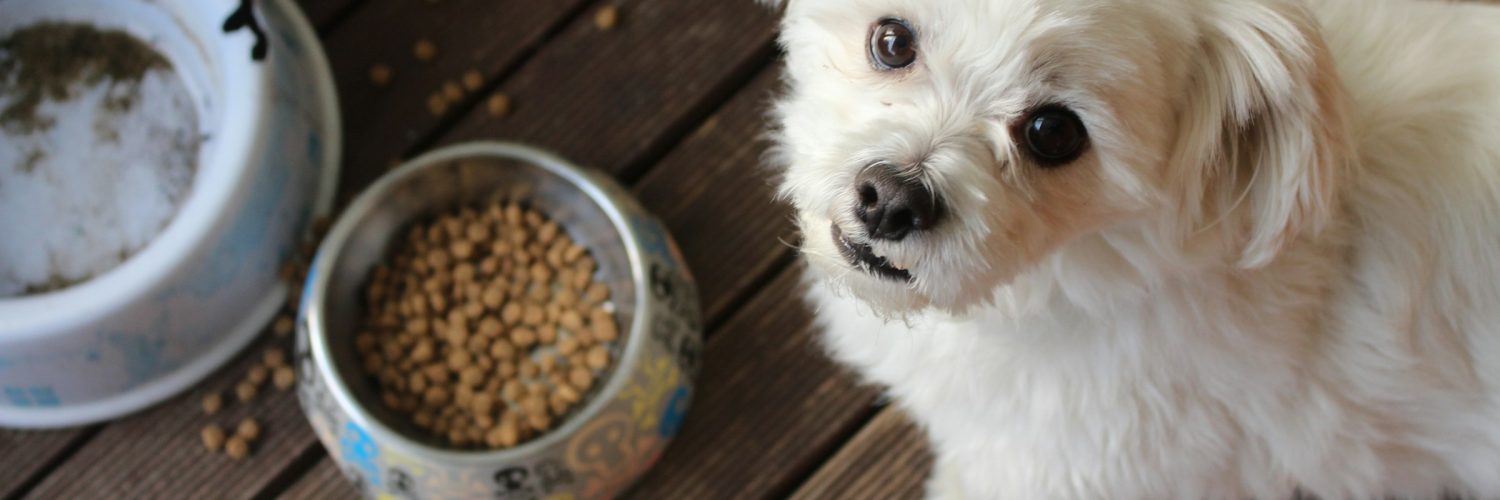 pet food bowl next to dog