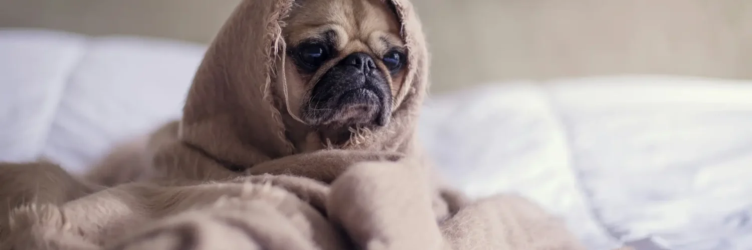 tired dog