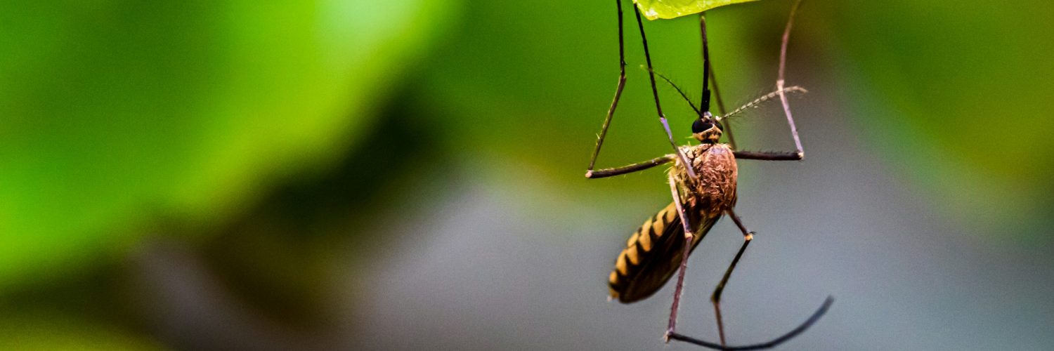 mosquito mosquito