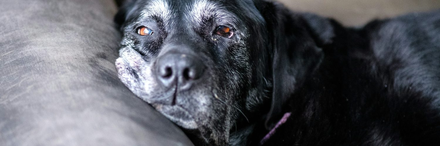 old dog with arthritis resting on couch