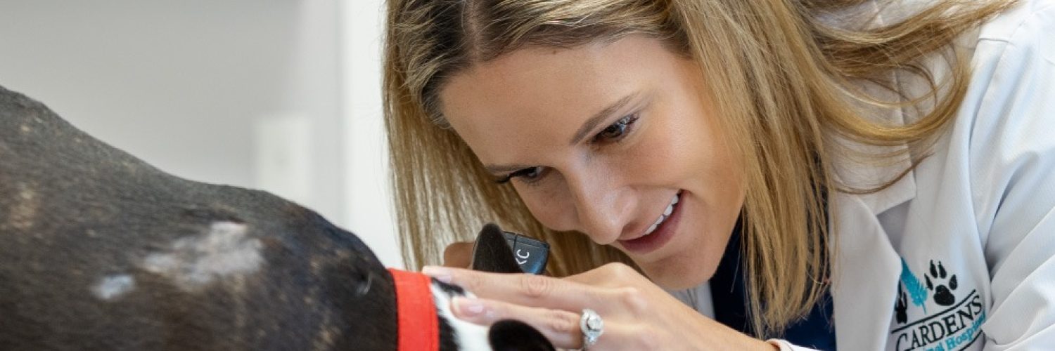 Palm Beach Gardens Animal Hospital Veterinarian Dog Dermatologis