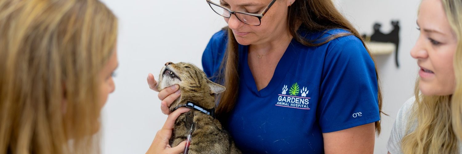 Palm Beach Gardens Animal Hospital Veterinarian Cat Dermatologist