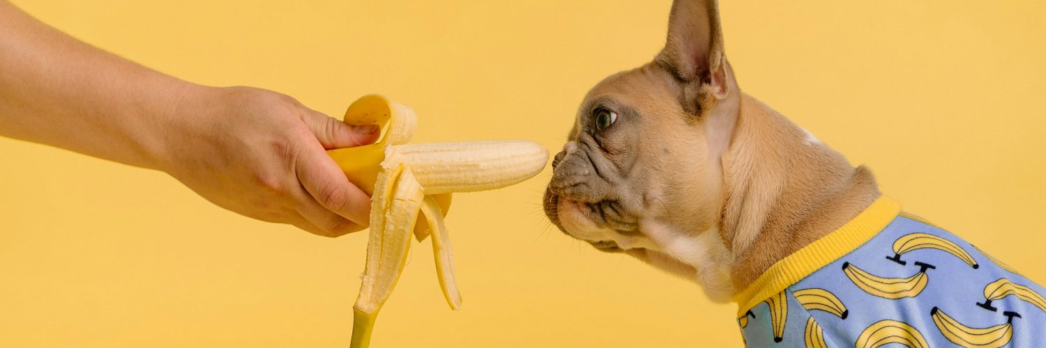 puppy eating banana