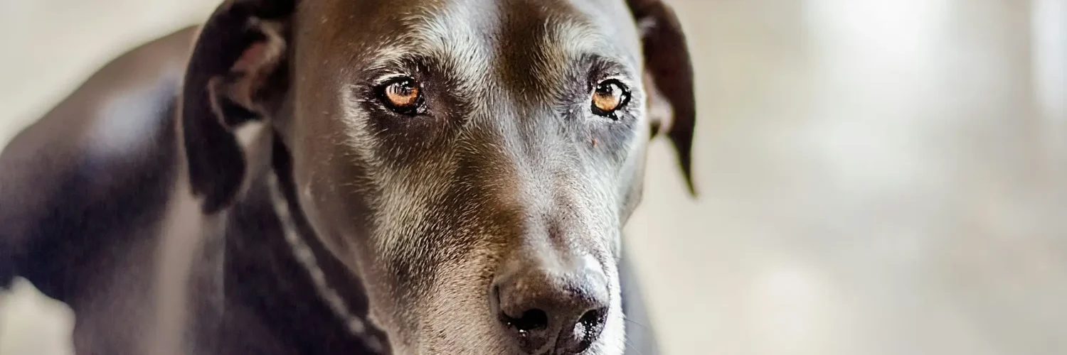 senior pet wellness for older dogs