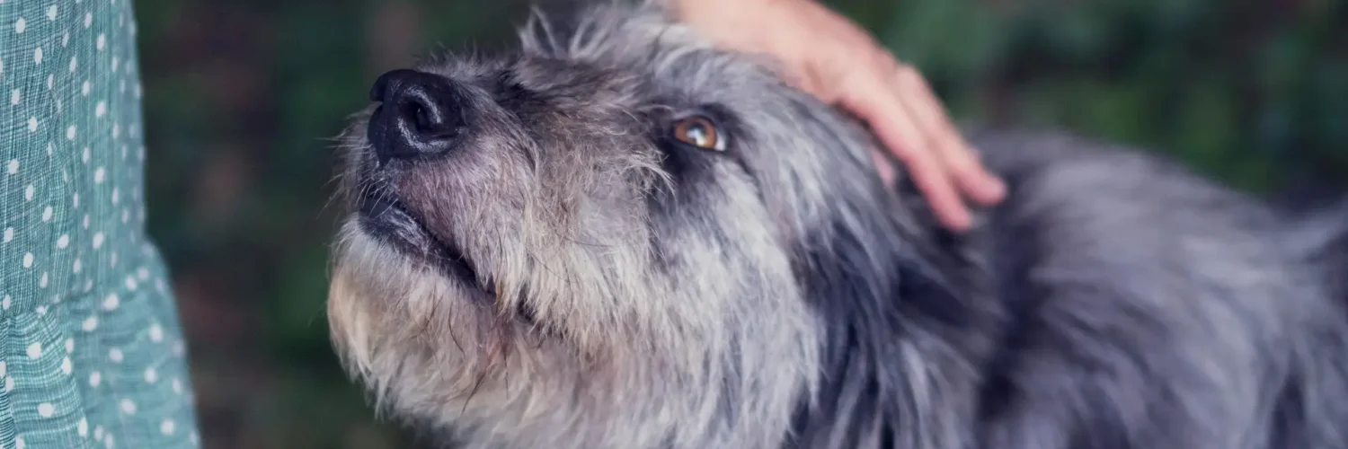 old dog being petted