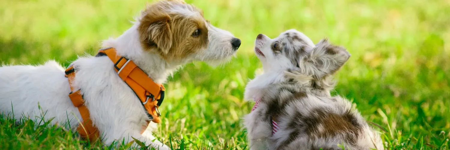 Puppies socializing