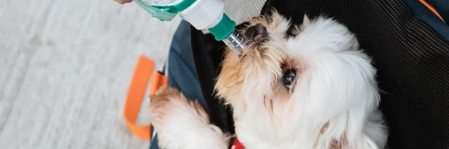 summer pet safety Palm Beach Gardens