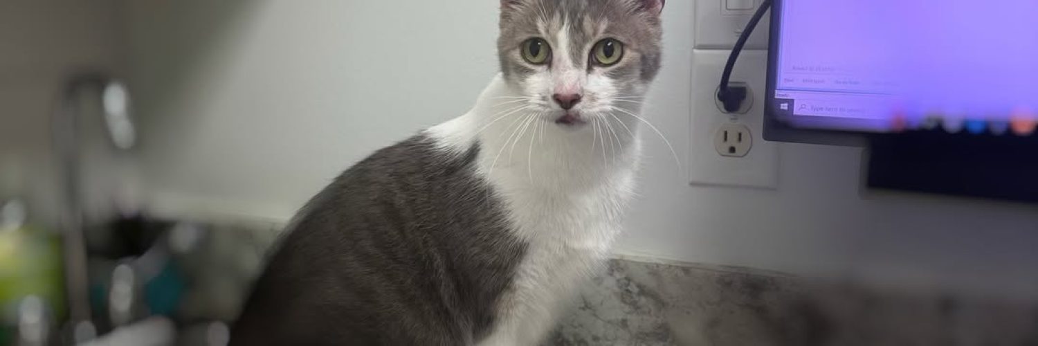 🐾 Bring Your Cat to the Vet Week – August 11–16! 🐾Cats are masters at hiding signs of illness,